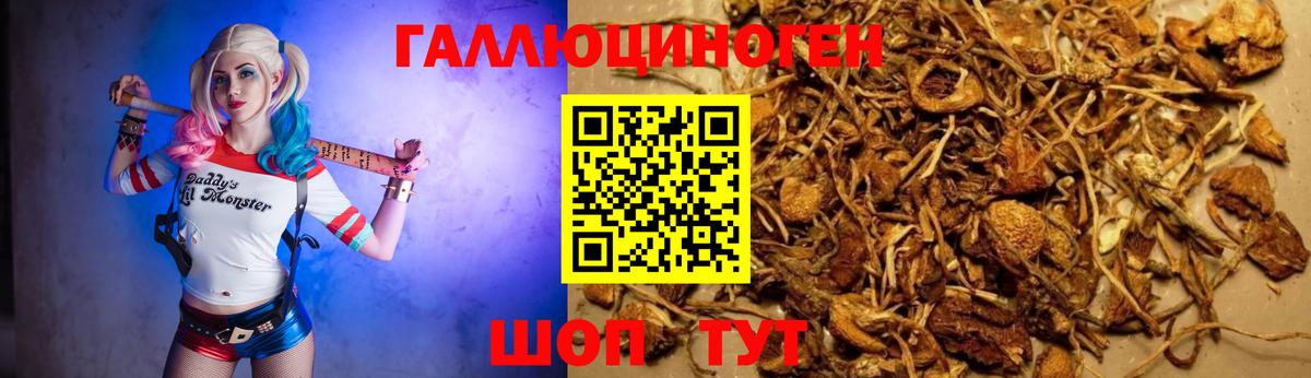 Галлюциногенные грибы Psilocybine cubensis  Вход с VPN  Зеленокумск 